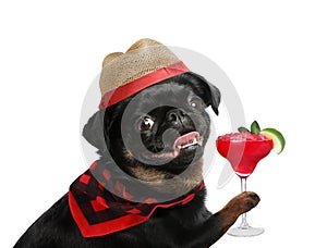 Cute dog in hat with cocktail on white background. Summer party