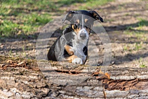 cute dog hiding behind the tree, appenzeller sennenhund