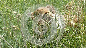 Cute dog hiding and walking through tall grass