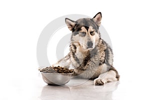 Cute dog and his favorite dry food on a white background