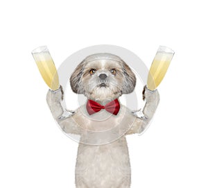 Cute dog on a holiday with a glass of champagne