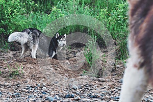 Cute dog husky digs pit in the ground. Muzzle doggy in the sand. Crafty face siberian husky