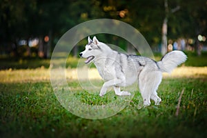 Cute dog husky running on the grass