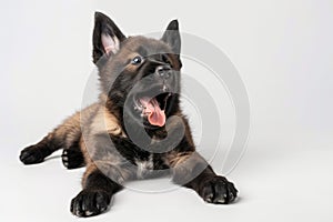 Cute Dog Isolated, Belgian Shepherd Puppy in Studio, Adorable German Shepherd Puppy Lying photo