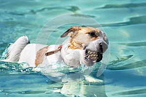 A cute dog Jack Russell swimming With a pine cone in the teeth in blue water in the river at sunny summer