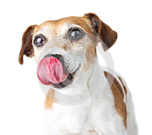 Cute Dog Jack Russell terrier licks nose with tongue.