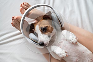 Cute dog jack russell terrier lies on its back on the legs of its owner and listens to music on headphones.