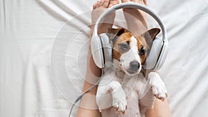 Cute dog jack russell terrier lies on its back on the legs of its owner and listens to music on headphones.
