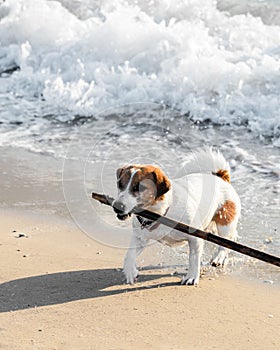 Cute dog jack russell terrier running with wooden stick on coastline