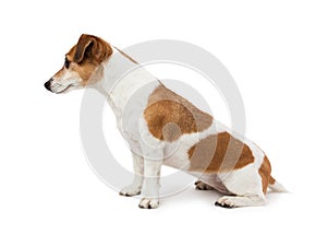 Cute Dog Jack Russell terrier sitting sideways in profile photo