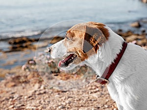 Cute dog jack russell terrier standing outside by sea beach