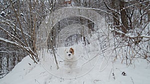 Cute dog Jack Russell terrier on a winter runnng in a snowy forest park. Slow motion