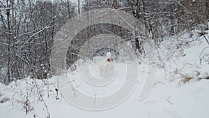 Cute dog Jack Russell terrier on a winter runnng in a snowy forest park. Slow motion footage