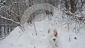 Cute dog Jack Russell terrier on a winter runnng in a snowy forest park. Slow motion shot