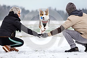 Cute dog is jumping over the arms of a couple, fun on the walk on wintertime