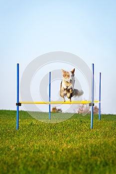 Cute dog is jumping over hurdles, agility training and dog sport