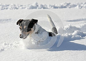 Cute dog jumping in snow