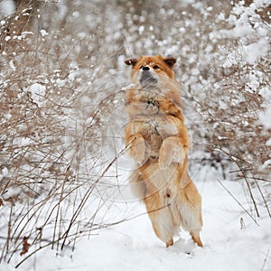 Cute dog jumps in the snow