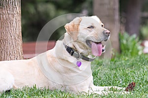 Cute dog Labrador resting at the park.