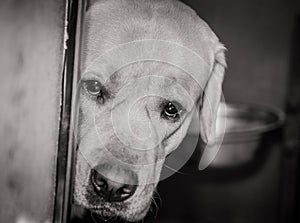 Cute dog of Labrador retriever breed looking serious from around the corner close up