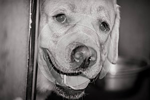 Cute dog of Labrador retriever breed smiling from around the corner close up