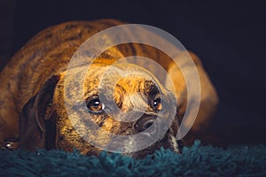 Cute Dog in Laid on Rug