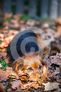 Cute dog laying in the autumn leafs