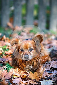 Cute dog laying in the autumn leafs