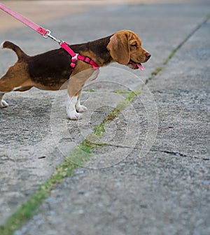 A cute dog on a leash, is looking forward, concept don\'t cross the line.