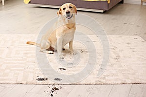 Cute dog leaving muddy paw prints