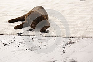 Cute dog leaving muddy paw prints photo