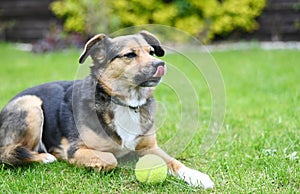 Cute dog licking its nose. black and brown dog lying on grass with tennis ball. Small dog posing. copy space