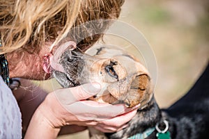 Cute dog licking owners ear