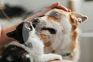 cute dog licking and smilling little kitty in stylish room. woman holding adorable black and white kitten and stroking puppy, car