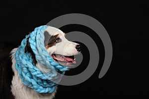 Cute dog with light blue scarf around its head with black copy space