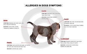 Cute dog and list of allergies symptoms photo