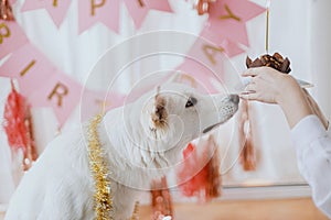 Cute dog looking at birthday cupcake with candle on background of pink garland. Dog birthday party