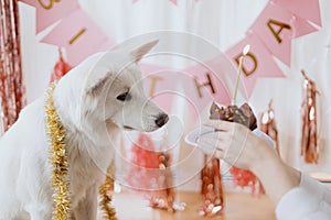 Cute dog looking at birthday cupcake with candle on background of pink garland. Dog birthday party