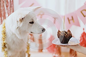 Cute dog looking at birthday cupcake with candle on background of pink garland. Dog birthday party