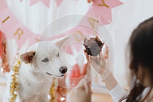 Cute dog looking at birthday cupcake with candle on background of pink garland. Dog birthday party