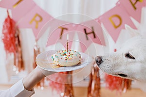 Cute dog looking at birthday donut with candle on background of pink garland. Dog birthday party