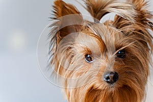 Cute dog looking at the camera isolated on a white background. Yorkshire terrier watching. Close up portrait of a dog.