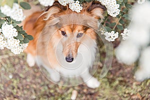 Shetland Sheepdog. Sheltie Dog. Pet photo. Dog outdoor