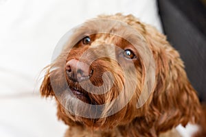 Cute dog looking at camera while sitting outside