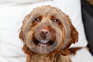 Cute dog looking at camera while sitting outside