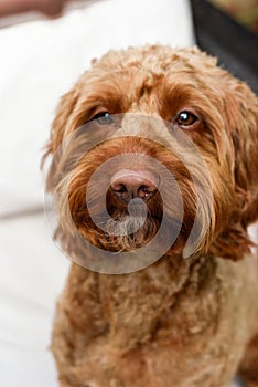 Cute dog looking at camera while sitting outside