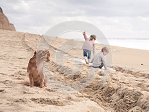 Cute dog looking after happy kids playing on the beach on vacation