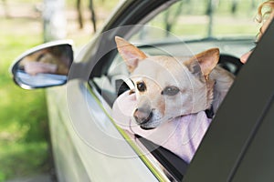 cute dog looking out of a car window medium closeup outdoor pet concept