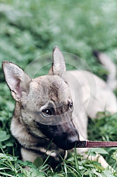 Cute dog looking at owner asking for food, friendly puppy lying