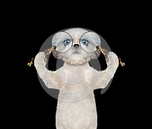 Cute dog looking through two magnifying glass magnifier